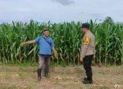 Penuh Perjuangan Polisi Bersama Tim SAR Berhasil Evakuasi Jenazah Pendaki di Gunung Saeng Bondowoso