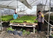 Dorong Swasembada Pangan, Polresta Banyuwangi Sulap Pekarangan Jadi Sentra Bibit Cabai dan Terong