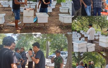 Madu Banyuwangi Dipanen, Tapi Pemkab Tak Jua Tergerak: Petani Dibiarkan Berjuang Sendiri