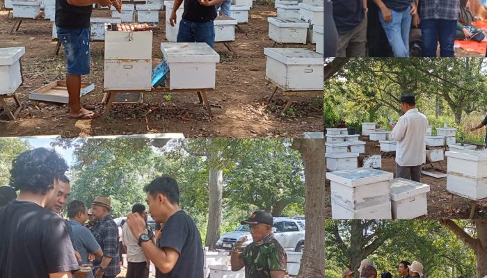 Madu Banyuwangi Dipanen, Tapi Pemkab Tak Jua Tergerak: Petani Dibiarkan Berjuang Sendiri
