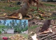 Penebangan Tanpa Izin di Lahan KUD, Keluarga Mager Sari Siap Tempuh Jalur Hukum