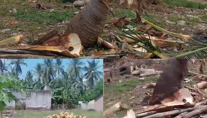 Penebangan Tanpa Izin di Lahan KUD, Keluarga Mager Sari Siap Tempuh Jalur Hukum
