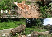 Dugaan Ilegal Logging di Desa Bubuk, Nama Kepala Desa Terseret