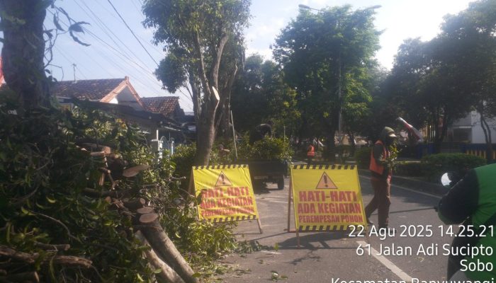 DPU CKPP Banyuwangi Melakukan Pemangkasan Pohon di Sekitaran Perkotaan.