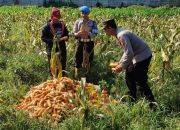 Dukung Ketahanan Pangan Nasional: Polresta Malang Kota dan Gapoktan Panen 2,5 Ton Jagung