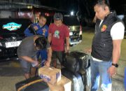 Polisi Airud Gagalkan Pengiriman 50 Ribu Benih Lobster Ilegal di Cianjur, Negara Berpotensi Rugi Rp7,5 Miliar
