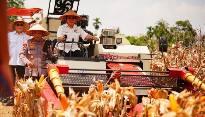 Panen Raya Kuartal III Polri Hasilkan 751 Ribu Ton Jagung, Bukti Nyata Dukung Swasembada Pangan.