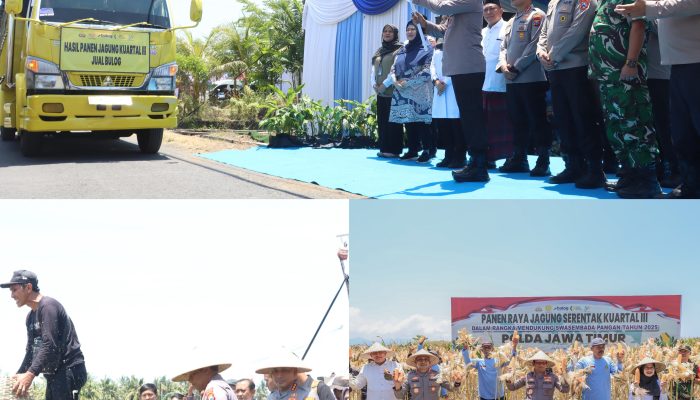 Kapolda Jatim dan Forkopimda Panen Raya Jagung Kuartal III Banyuwangi Surplus Pangan 4 kali Lipat