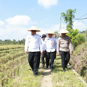 Dukung Swasembada Pangan Presiden, Pemkab dan Pupuk Kaltim Panen Demplot Padi di Banyuwangi.