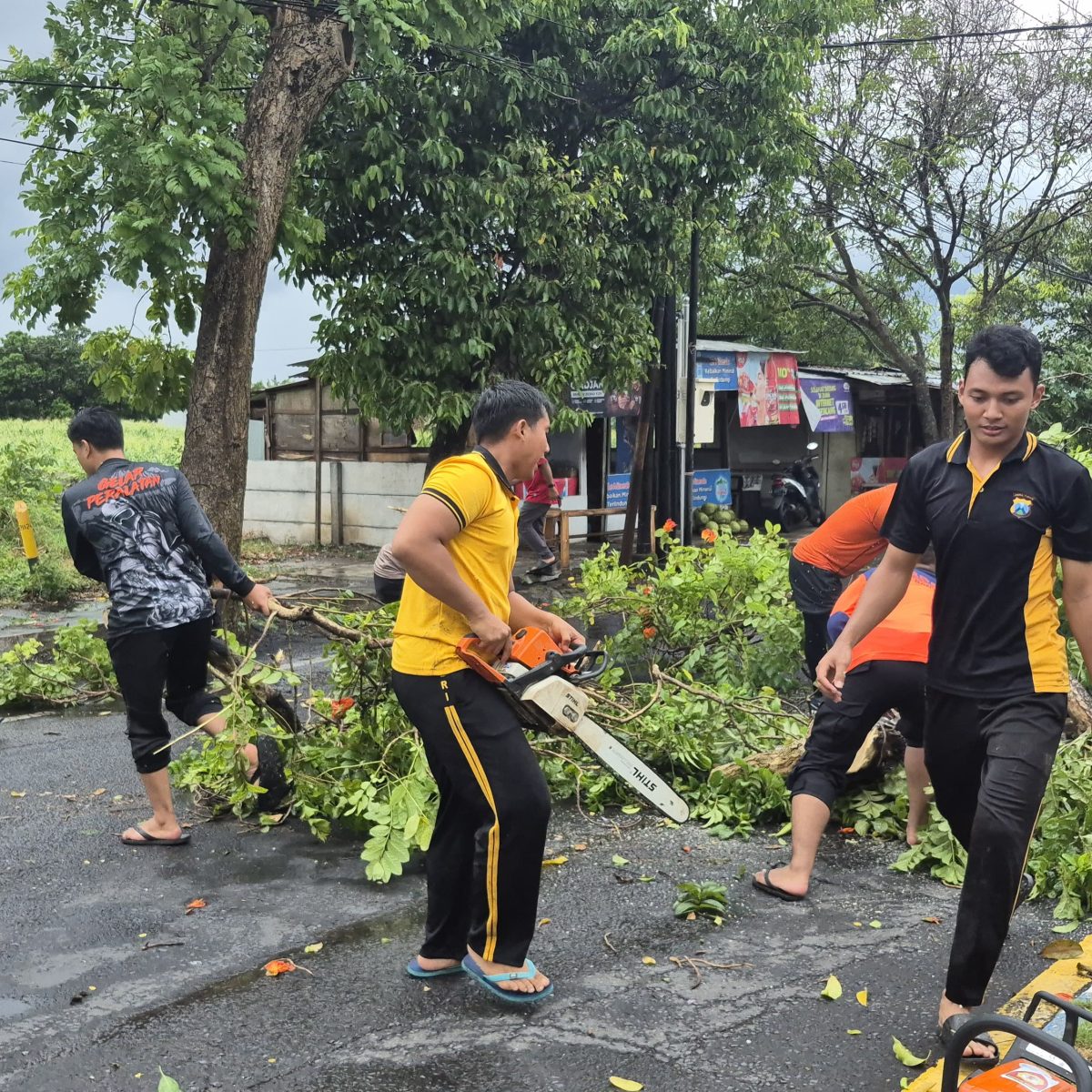 Respon Cepat Polresta Banyuwangi Atasi Pohon Tumbang Akibat Angin Puting Beliung.