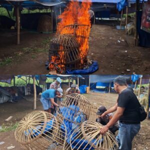 Polresta Banyuwangi Bongkar Arena Judi Sabung Ayam.