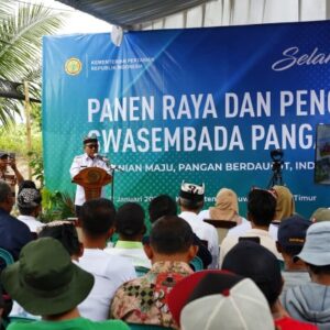 Banyuwangi Mencatat Surplus Beras dan Jagung Mencapai Ratusan Ton Sepanjang Tahun 2025.