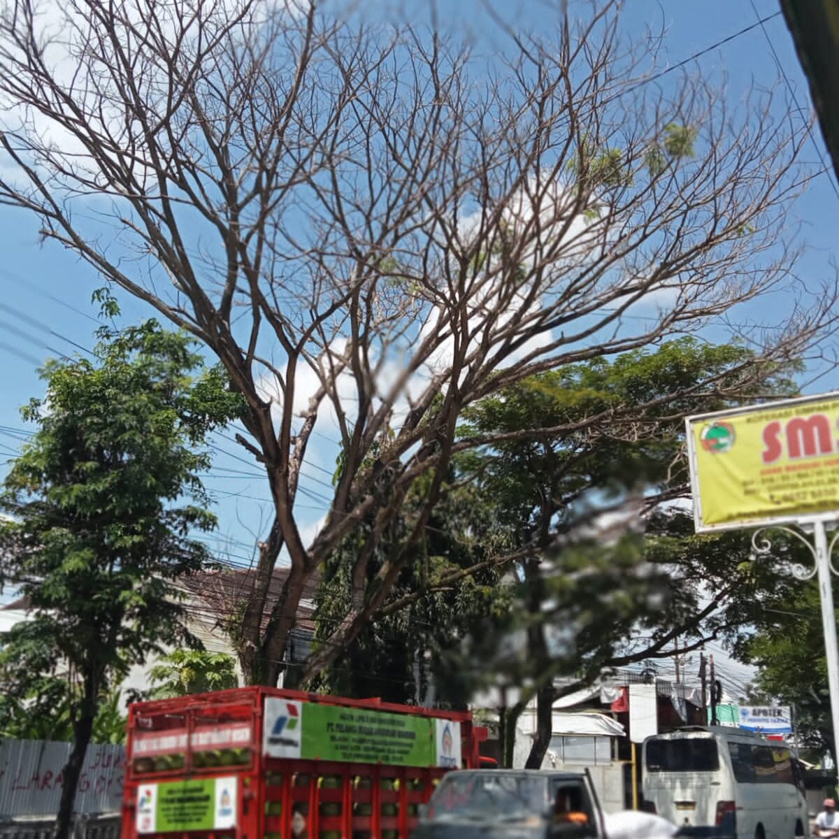 Bayang-bayang Maut Dijalur Utama : Pemerintah Diduga Tutup Mata, Pohon Lapuk Ancam Keselamatan Pengguna Jalan