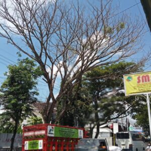 Bayang-bayang Maut Dijalur Utama : Pemerintah Diduga Tutup Mata, Pohon Lapuk Ancam Keselamatan Pengguna Jalan