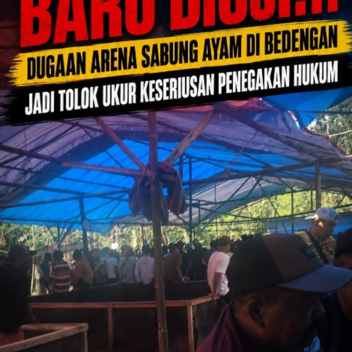 Kapolres Jember Baru Diuji!!! Dugaan Arena Sabung Ayam di Bedengan Jadi Tolok Ukur Keseriusan Penegakan Hukum