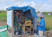 Babinsa Koramil 1015-04/Baamang Bantu Petani Panen Padi Di Wilayah Desa Binaan