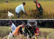 Dukung ketahanan Pangan, Babinsa Kodim 1017/Lmd turun tangan bantu Petani.