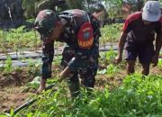 Dukung Ketahanan Pangan Nasional, Danramil Aruta Pimpin Anggota Bersihkan Kebun Sayuran