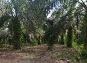 Kades Tempayung Diduga Dalangi Pemortalan Lahan PT. Sungai Rangit, Perusahaan dan Warga Alami Kerugian