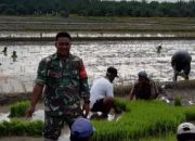 Dukung Ketahanan Pangan Wilayah, Babinsa Bantu Petani Tanam Padi