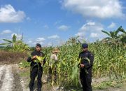 Dukung Ketahanan Pangan, Batalyon B Pelopor Sampit Panen Jagung