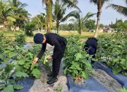 Perkuat Ketahanan Pangan, Batalyon B Pelopor Lakukan Panen Terong