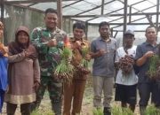 Dukung Ketahanan Pangan, Babinsa Ipuh Bangun Jaya Bantu Petani Panen Bawang Merah