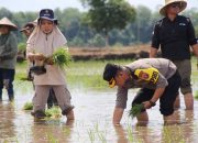 Bersama Dirjen Perkebunan dan Forkompimda, Kapolres Pulang Pisau Ikut Tanam Padi 