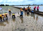 Dukung Ketahanan Pangan, Bhayangkari dan Polwan Polres Pulpis Turun ke Sawah Bantu Petani Tanam Padi 