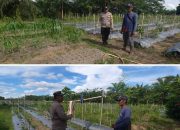 Melalui Bhabinkamtibmas, Polsek Jabiren Raya Dorong Warga Manfaatkan Lahan Pekarangan