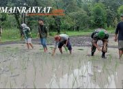 Babinsa Koramil 02/Bukit Batu Bantu Petani Tanam Padi Wujudkan Ketahanan Pangan