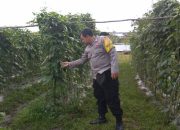 Sambangi Kebun Warga, Bhabinkamtibmas Polsek Pahandut Beri Dukungan Swasembada Pangan