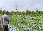 Dukung Ketahanan Pangan Nasional, Bhabinkamtibmas Polsek Kahayan Tengah Dampingi Petani Jagung