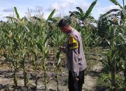 Mendukung Ketahanan Pangan, Personil Tws Garing Dan Pulau Malan Polres Katingan cek Lokasi Pemanfaatan Pekarangan Warga