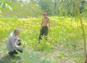 Dukung Swasembada Pangan, Polsek Bukit Batu Sambangi Lahan Perkebunan Warga Tangkiling