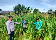 Mendukung Ketahanan Pangan, Personil Polsek Marikit Cek Lokasi Pemanfaatan Pekarangan Warga
