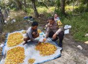 Datangi Petani Lombok, Polsek Bukit Batu Sampaikan Program Ketahanan Pangan di Tumbang Tahai