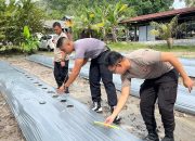 Dukung Ketahanan Pangan Nasional, Brimob Kalteng Tanami Lahan Dengan Bibit Jagung