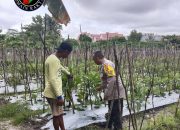 Sambangi Lahan Perkebunan, Bhabinkamtibmas Polresta Palangka Raya Beri Dukungan Swasembada Pangan