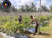 Jaga Ketahanan Pangan, Bhabinkamtibmas Polsek Bukit Batu Beri Dukungan Moral bagi Para Petani 