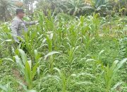 Mendukung Ketahanan Pangan, Personil Polsek Marikit Cek Lokasi Pemanfaatan Pekarangan Warga