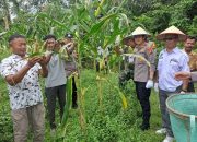 Menuju Swasembada Pangan, Polsek Tewang Sangalang Garing dan Pulau Malan Panen Jagung Bersama Petani  