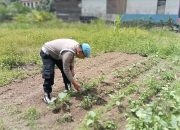 Mendukung Ketahanan Pangan, Personil Polsek Marikit Cek Lokasi Pemanfaatan Pekarangan Warga