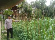 Support Ketahanan Pangan, Personil Polsek Marikit Cek Lokasi Pemanfaatan Pekarangan