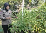 Manfaatkan Lahan Disekitar Rumah, Kanit Binmas Polsek Murung Tanam Sayuran Bergizi