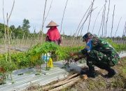 Menikmati Hasil Yang Memuaskan Petani Angkasa Makmur Panen Cabe Keriting