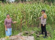Dukung Ketahanan Pangan, Polsek Tewang Sangalang Garing dan Pulau Malan Dorong Warga Manfaatkan Lahan Pekarangan