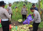 Wujud Nyata Dukung Astacita Presiden RI, Kapolres Pulang Pisau Panen Perdana Jagung Manis
