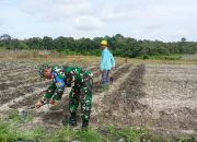 TNI AU Lanud Iskandar Dampingi Petani Wujud Nyata Dukung Ketahanan Pangan Nasional