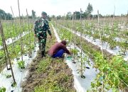 Babinpotdirga Lanud Iskandar Berikan Pendampingan Petani Lahan Ketahanan Pangan 